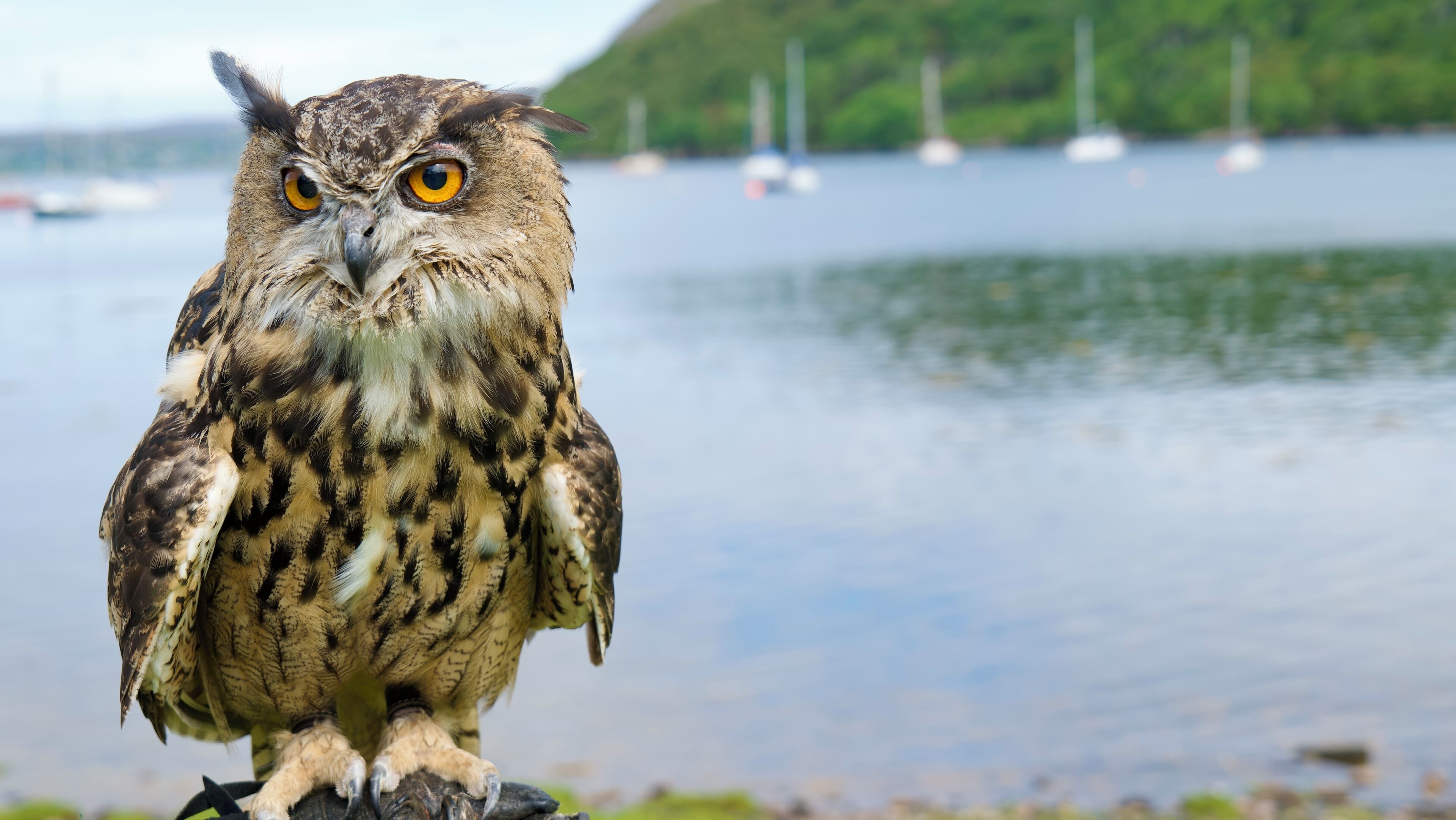 Un búho posado sobre una roca junto a un lago con barcos al fondo.