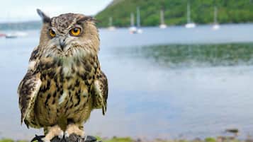 Un búho posado sobre una roca junto a un lago con barcos al fondo.