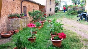 Un cortile con piante in vaso e un edificio in pietra.