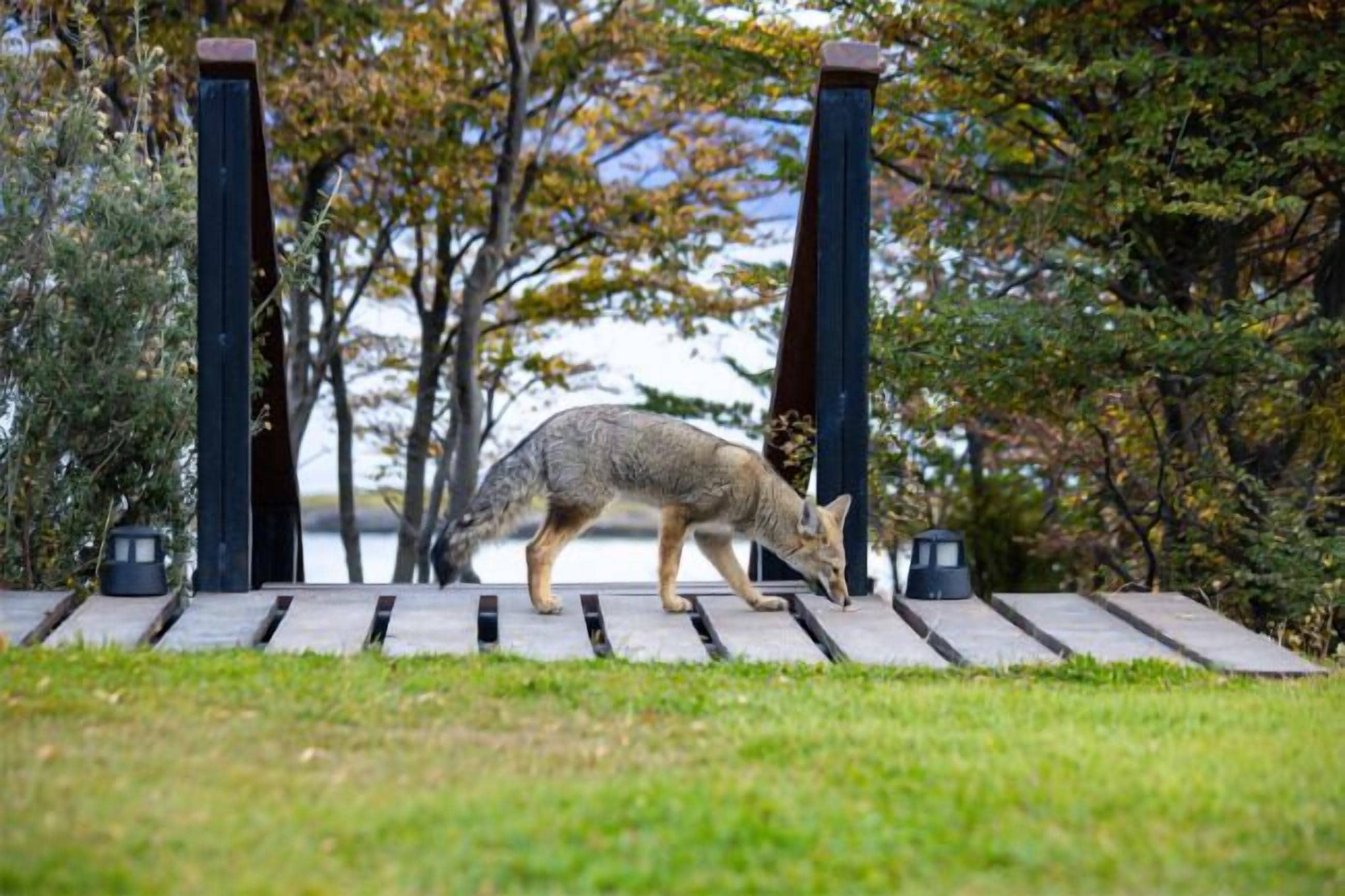 Foto - Los Ñires Ushuaia