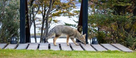Un coyote caminando sobre un puente de madera en un parque con árboles y un cuerpo de agua al fondo.