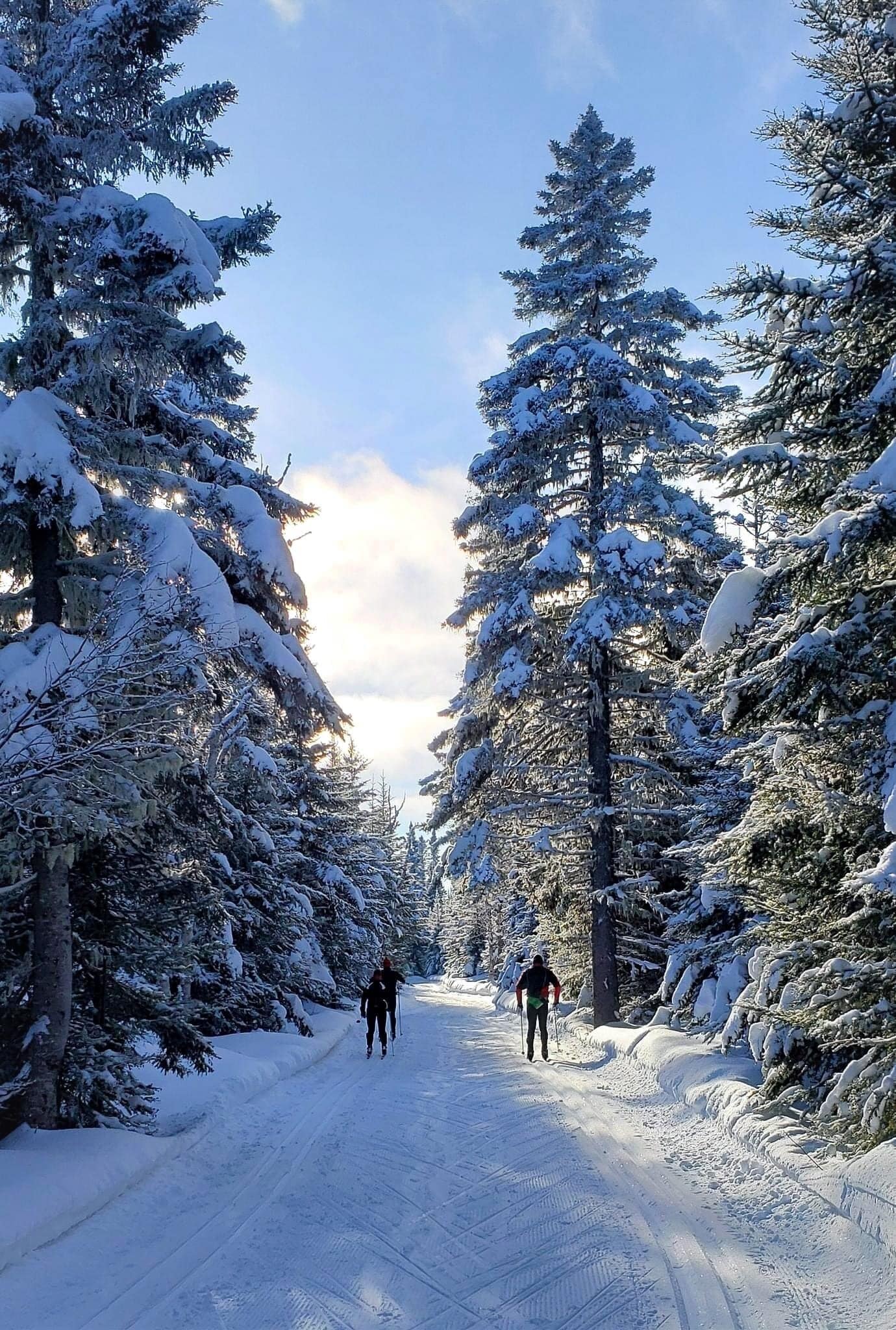A snowy road flanked by snow-covered trees.