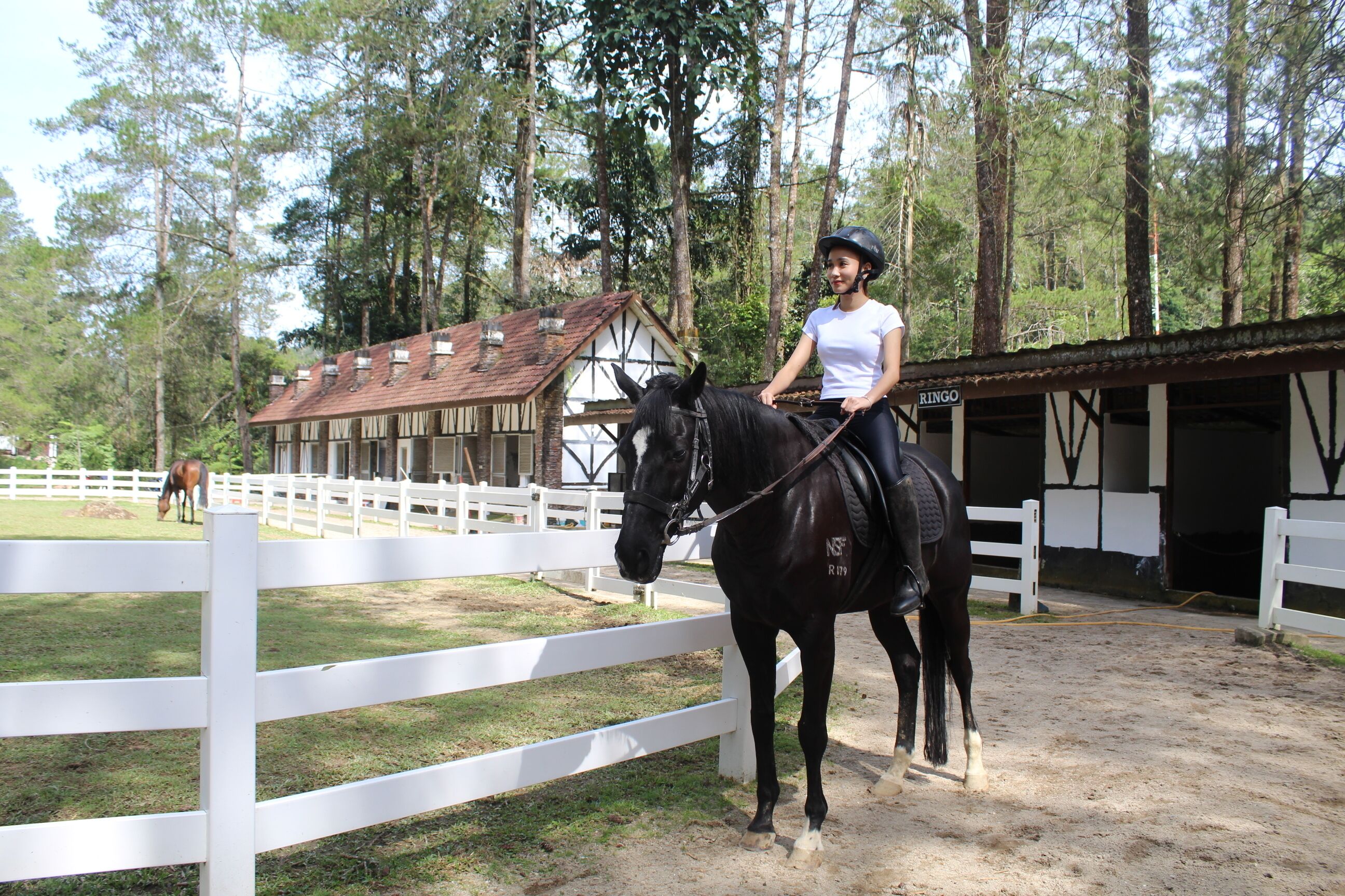 Paseos a caballo