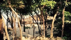 A natural outdoor area with trees and a sandy ground. - Shari-La Island Resort (Teluk Aur)