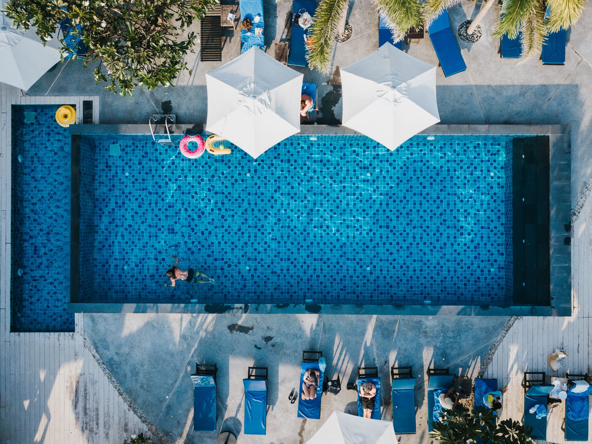 An aerial view of a rectangular swimming pool with tiled sides, surrounded by lounge chairs and umbrellas.
