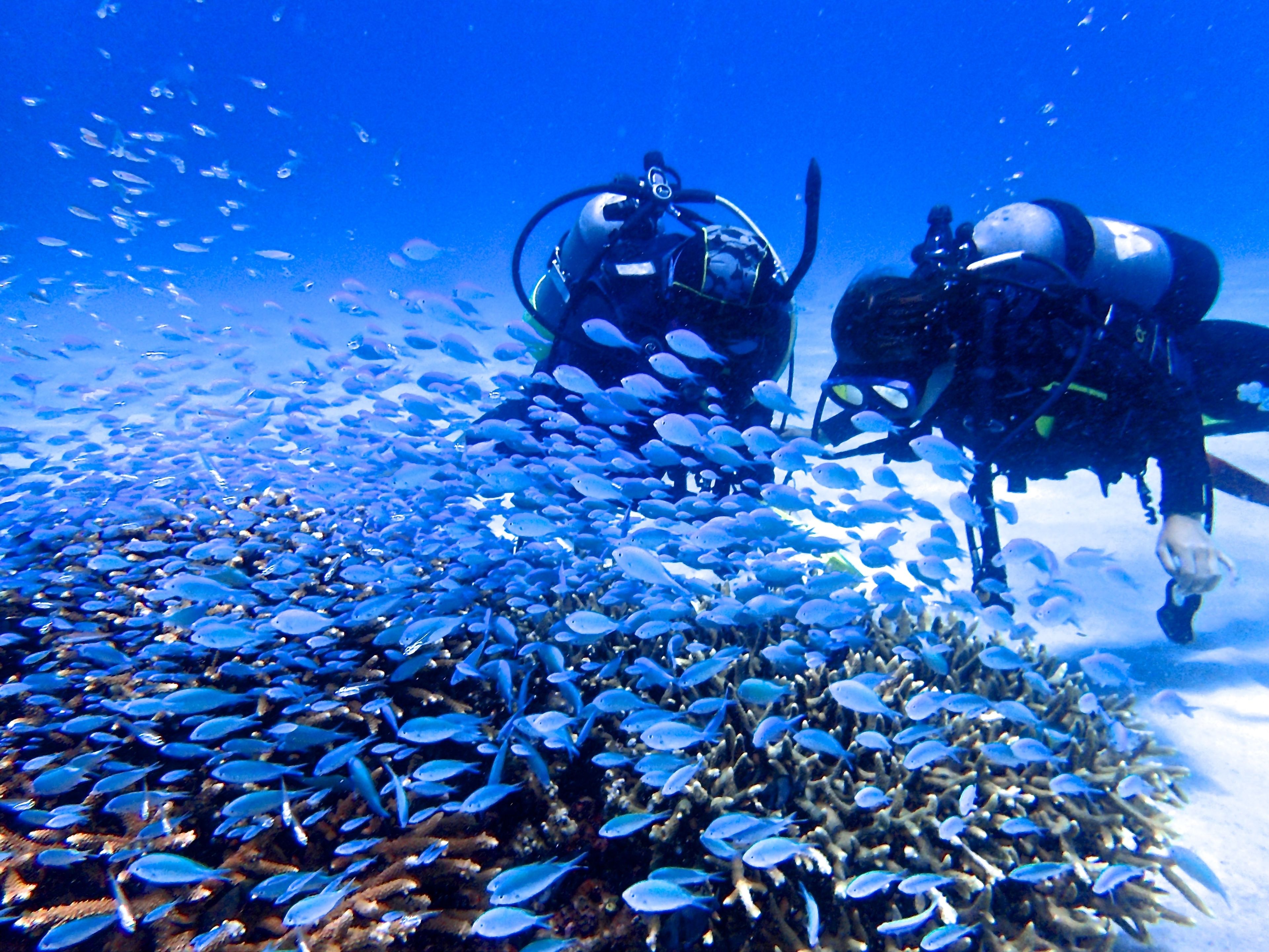 A diver surrounded by a school of fish in clear blue water.