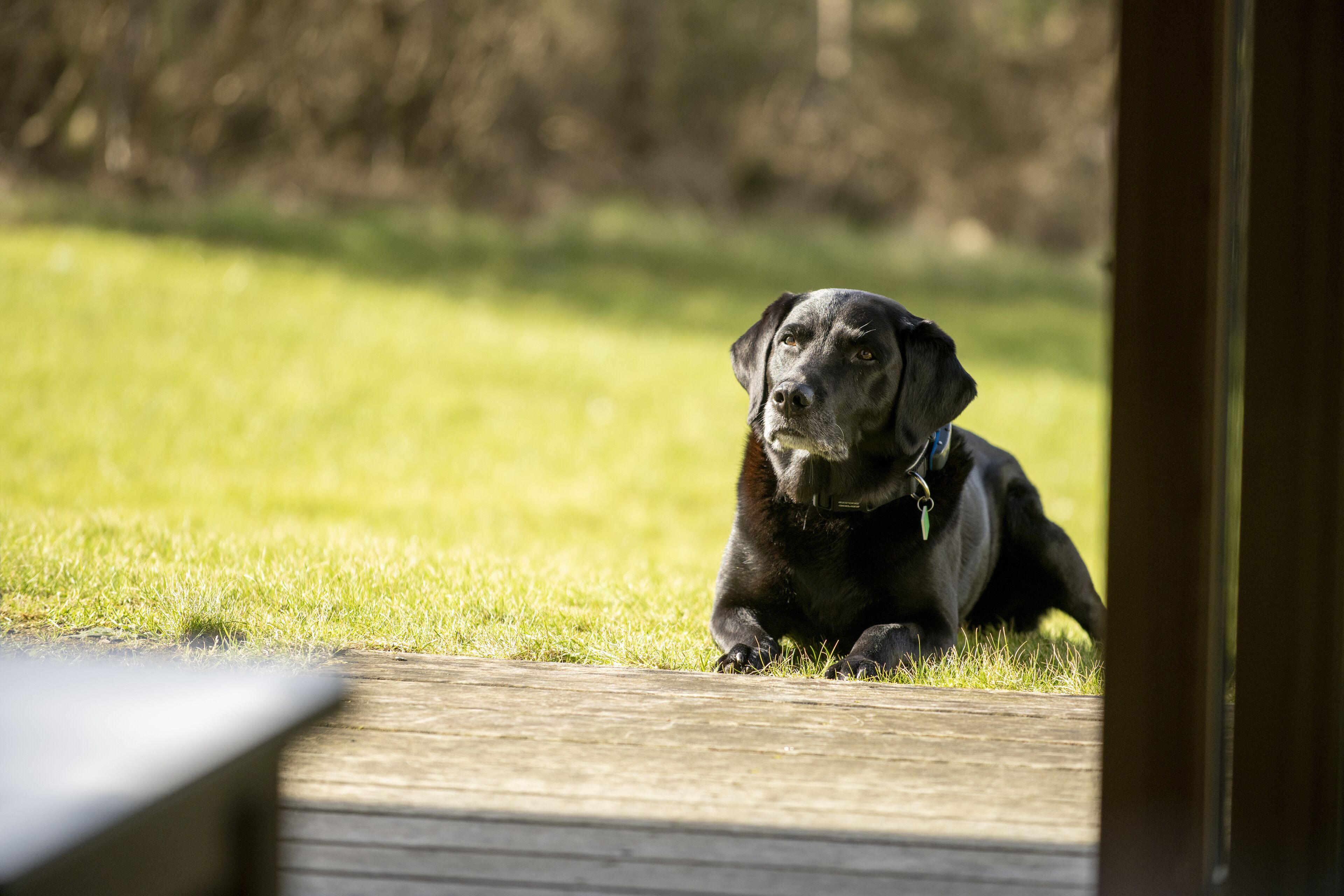 A black dog lying on a wooden deck with a grassy background.