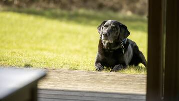 A black dog lying on a wooden deck with a grassy background.
