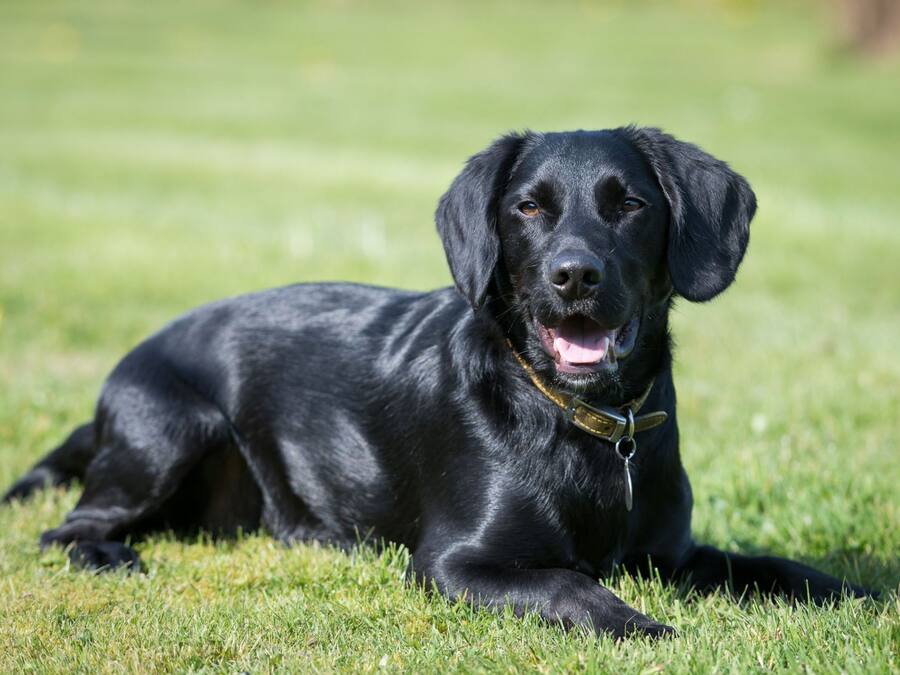 A black dog lying on grass.