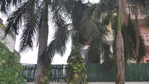 A courtyard with tall palm trees, a white wall, and a green fence. - Hotel Kabli (New Delhi)