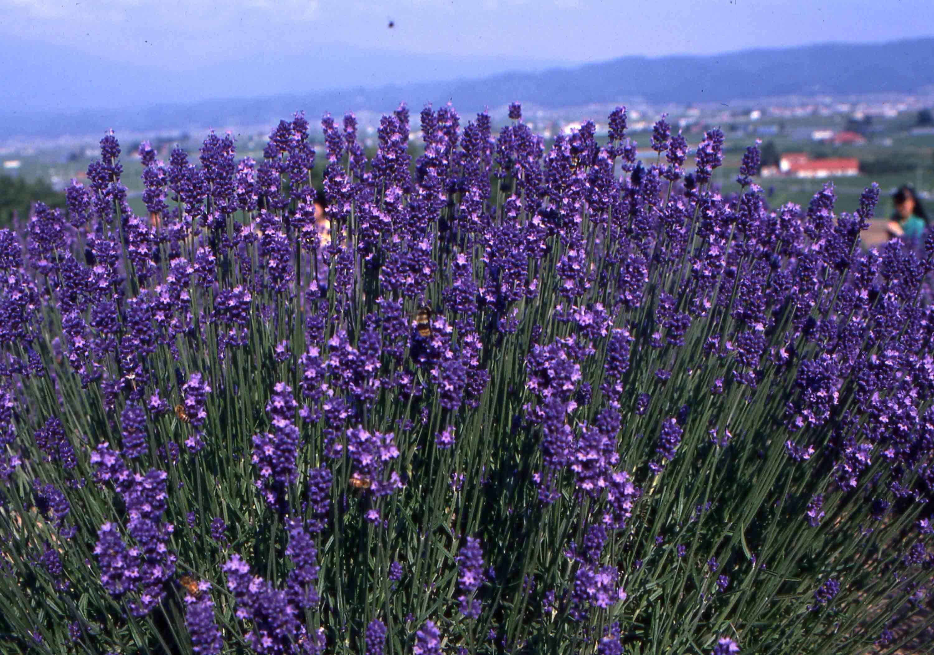 A field of lavender with a distant view of a town and mountains.