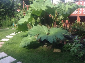 Tuin