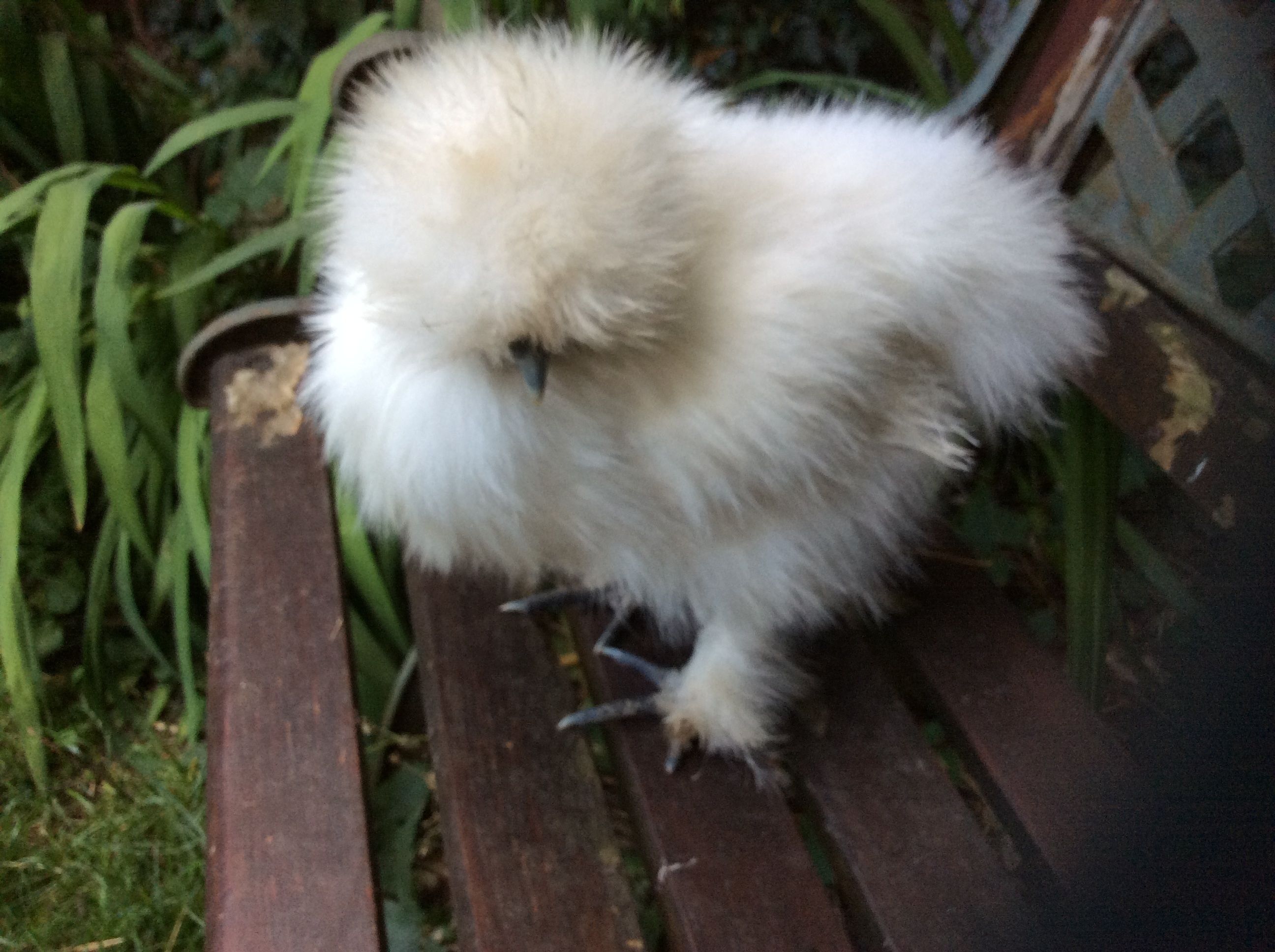 A fluffy white bird sitting on a wooden bench surrounded by greenery.