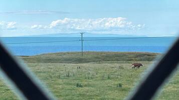 Vista a través de una ventana triangular de un campo cubierto de hierba con una vaca, una línea eléctrica y una masa de agua distante bajo un cielo despejado.