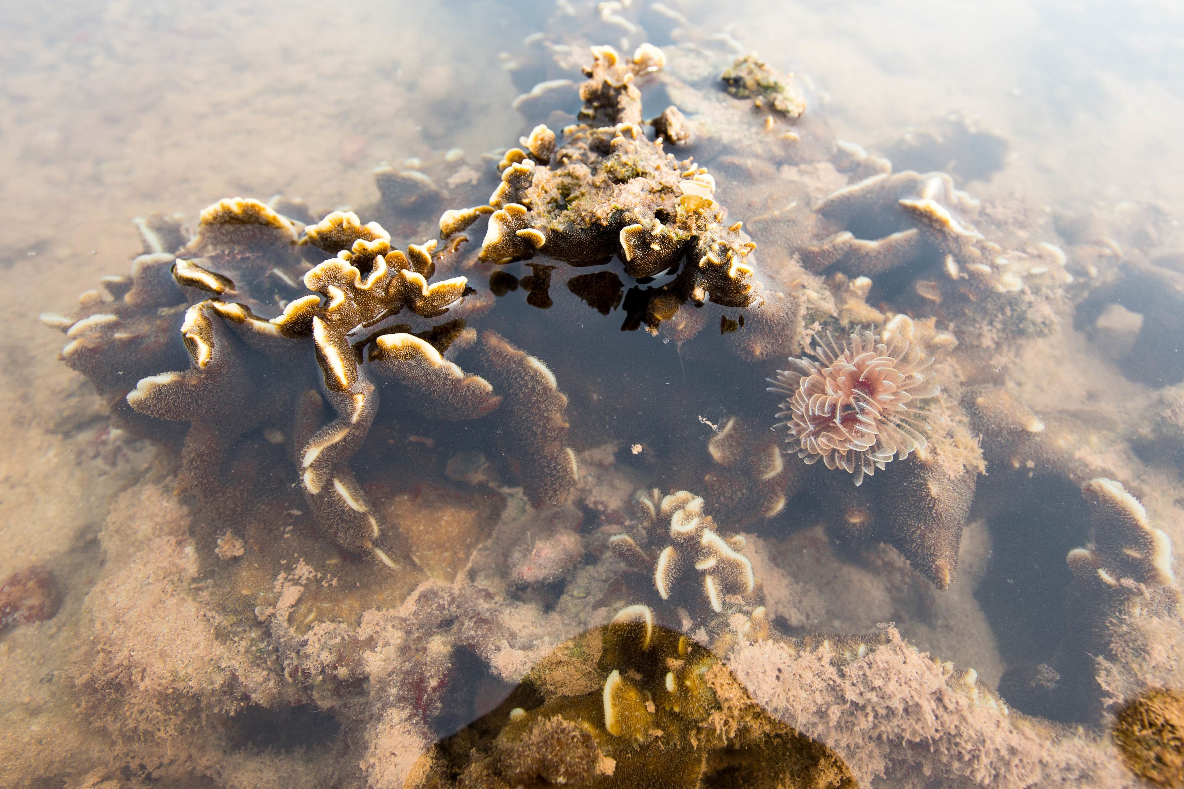 A coral reef with various types of corals and marine life.