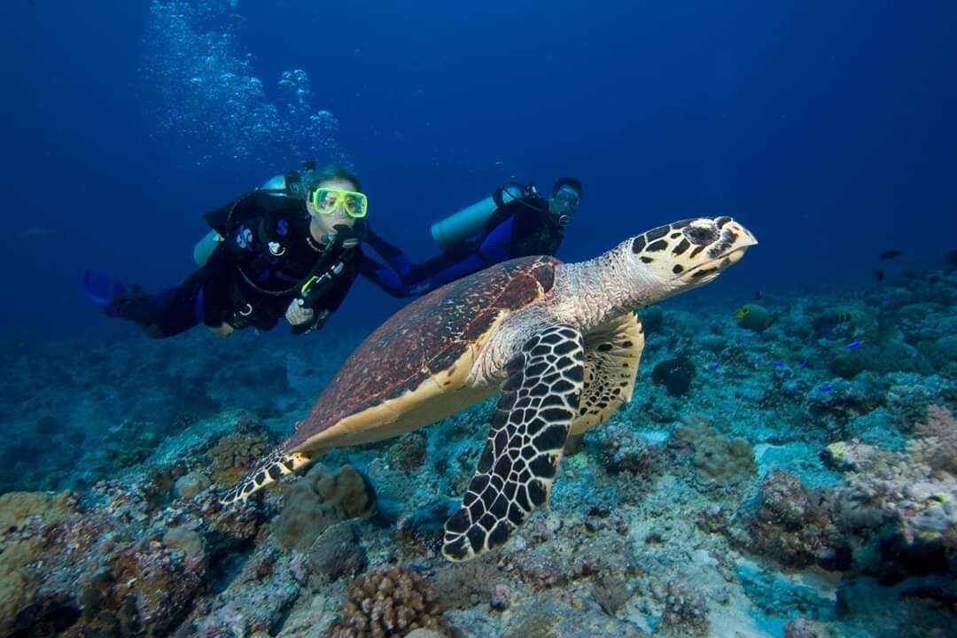 A diver and a sea turtle in clear blue water.