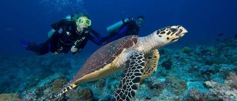 Un buceador y una tortuga marina en aguas azules cristalinas.