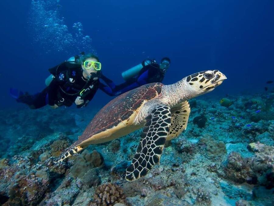 Un buceador y una tortuga marina en aguas azules cristalinas.