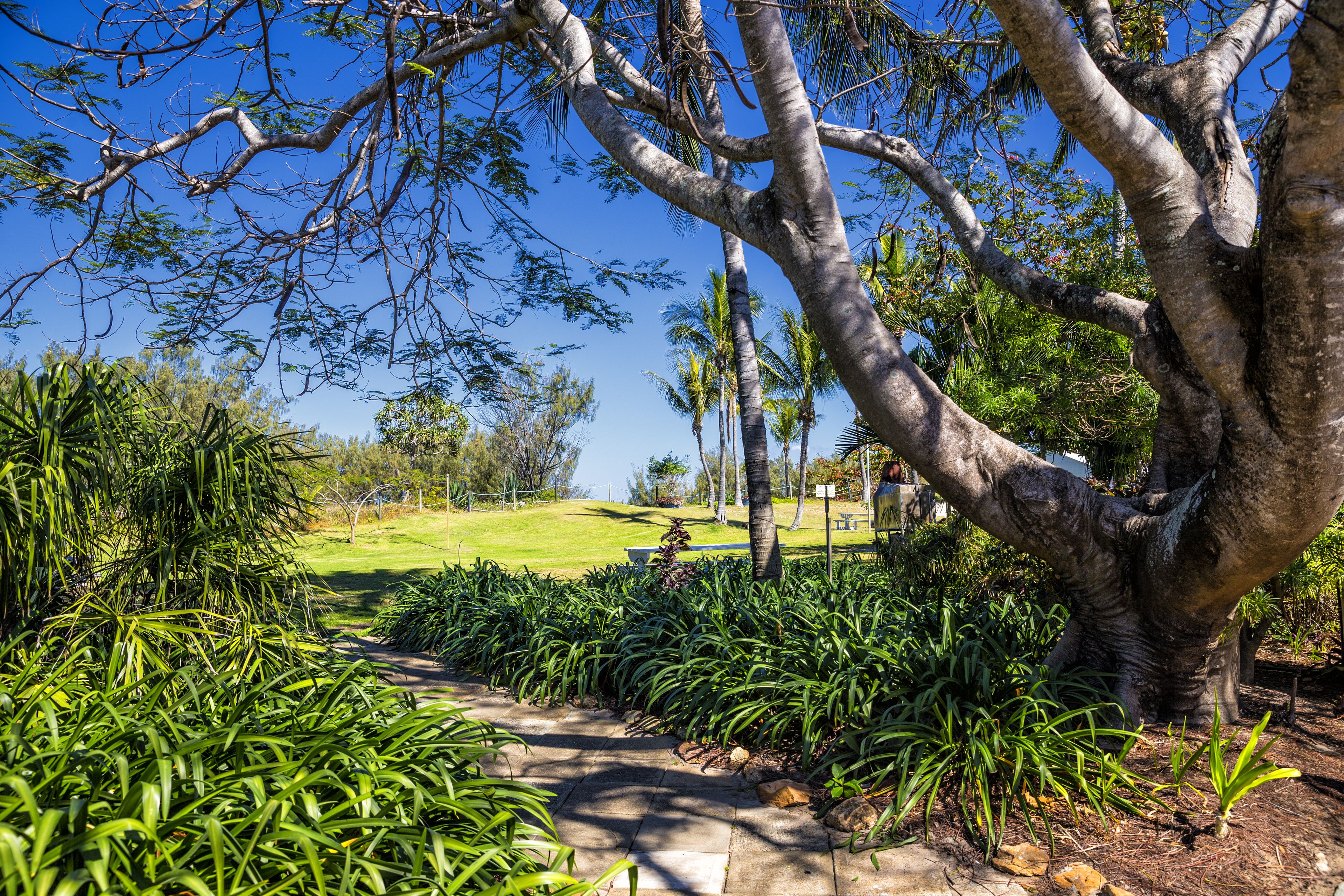 A pathway leading through a garden with various plants and a large tree.