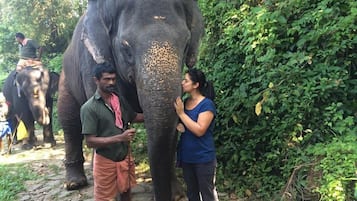 A person interacting with an elephant in a natural setting.