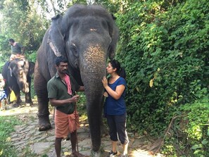 A person interacting with an elephant in a natural setting. - Hotel Dewland (Kunnathunad)