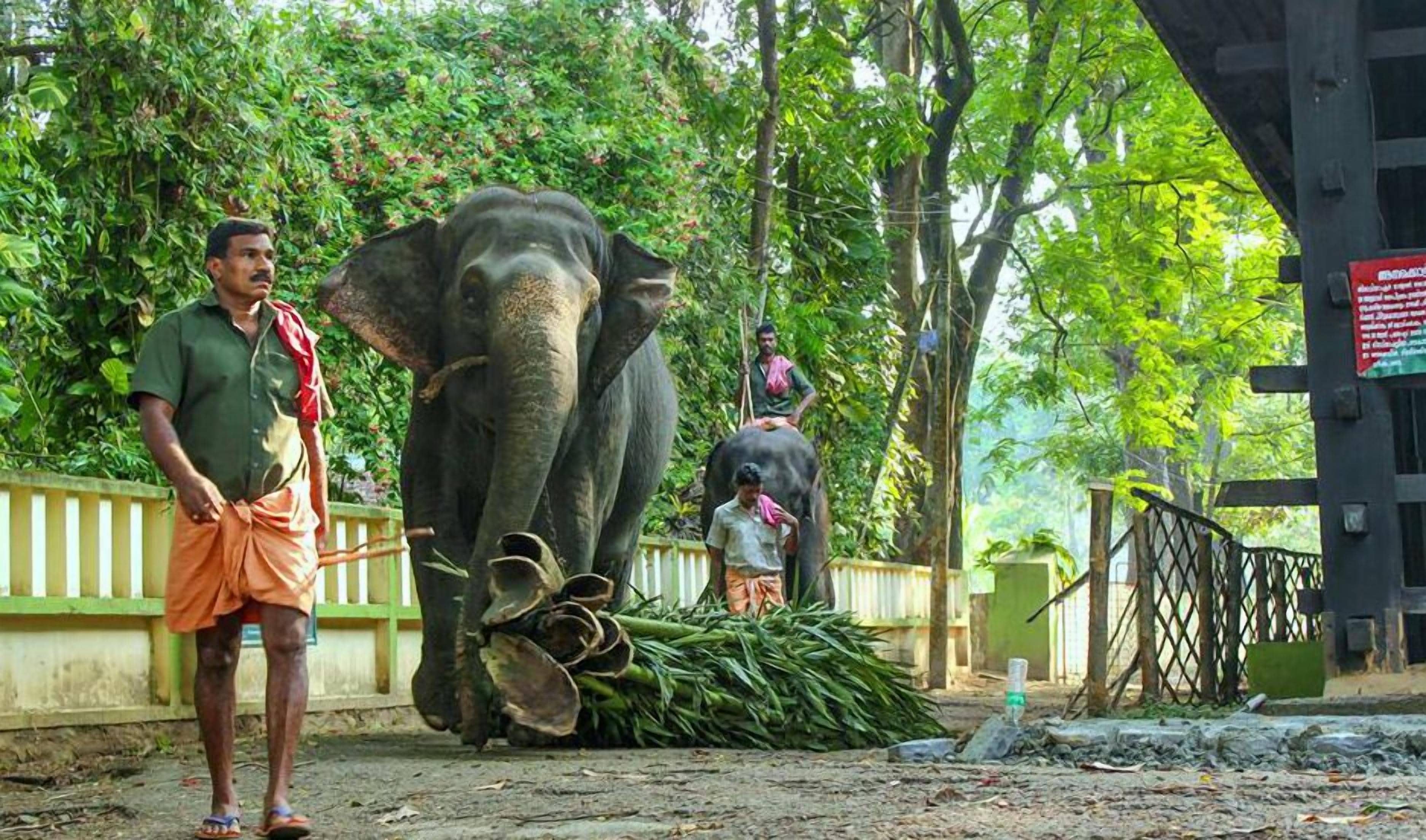 An elephant with a pile of branches in front of a building.