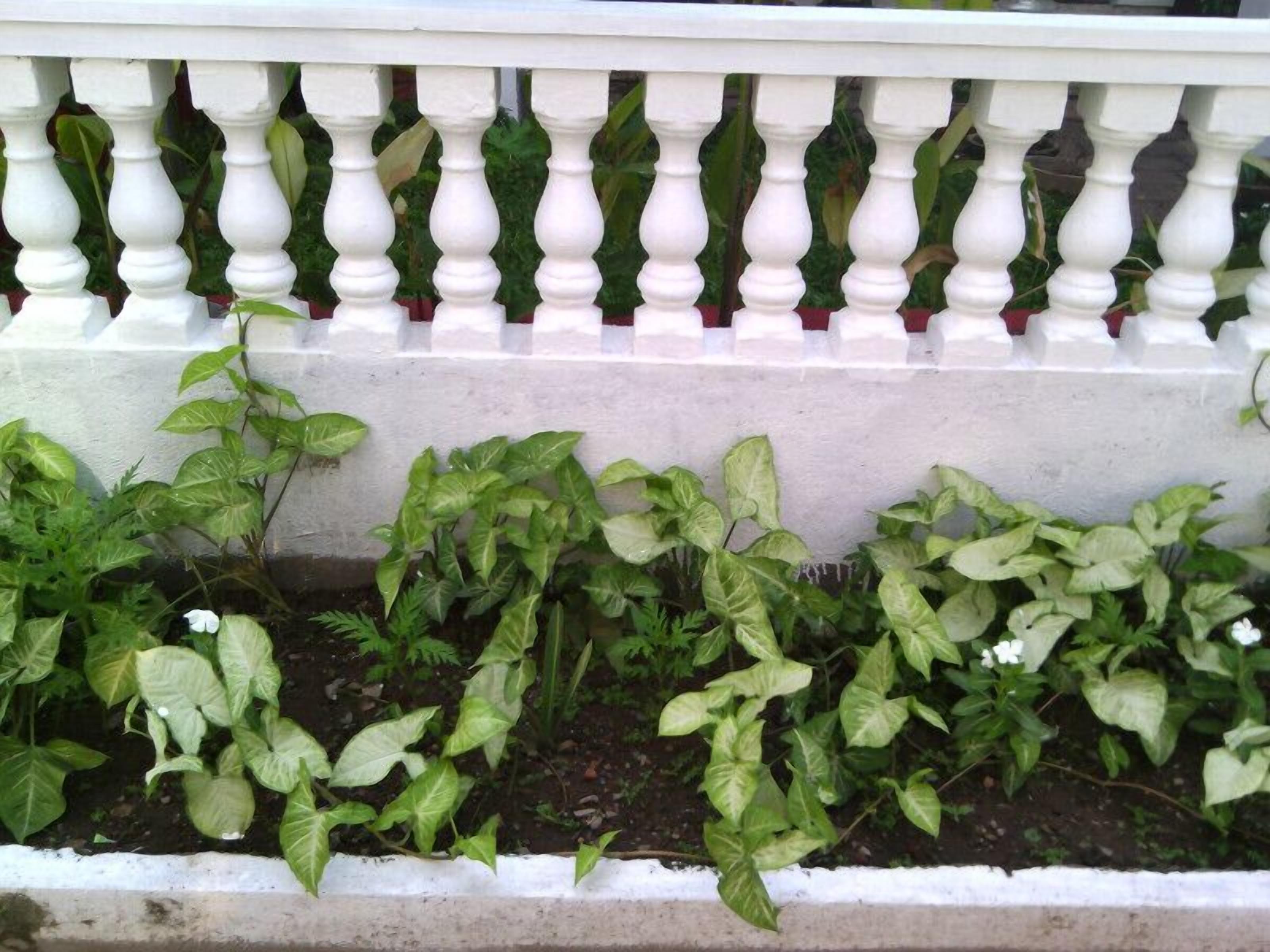 A white balustrade with evenly spaced balusters and a white wall beneath it.