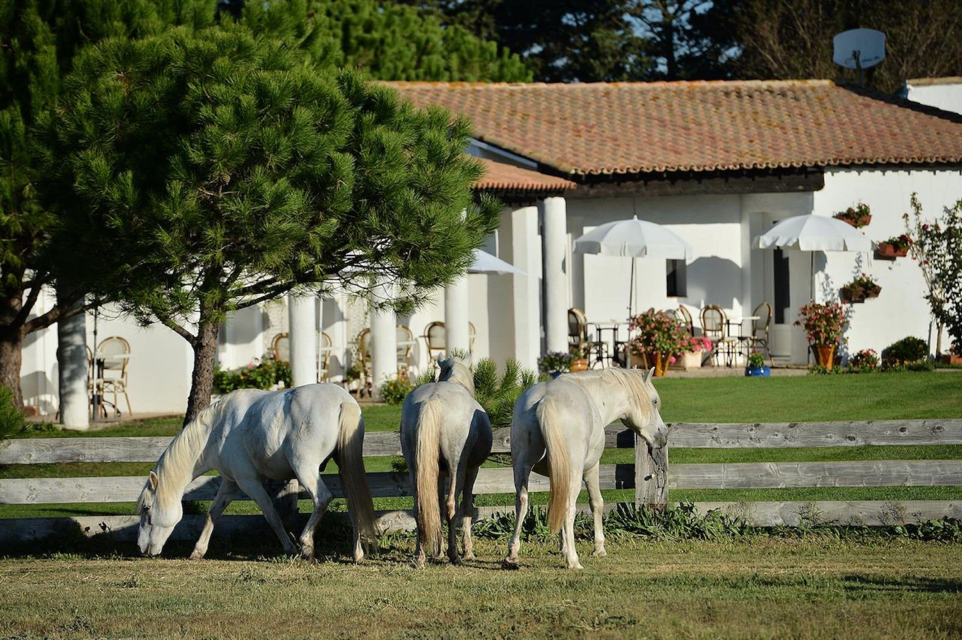 Trois chevaux blancs paissent près d’un bâtiment blanc, doté d’un toit en tuiles et d’une terrasse.