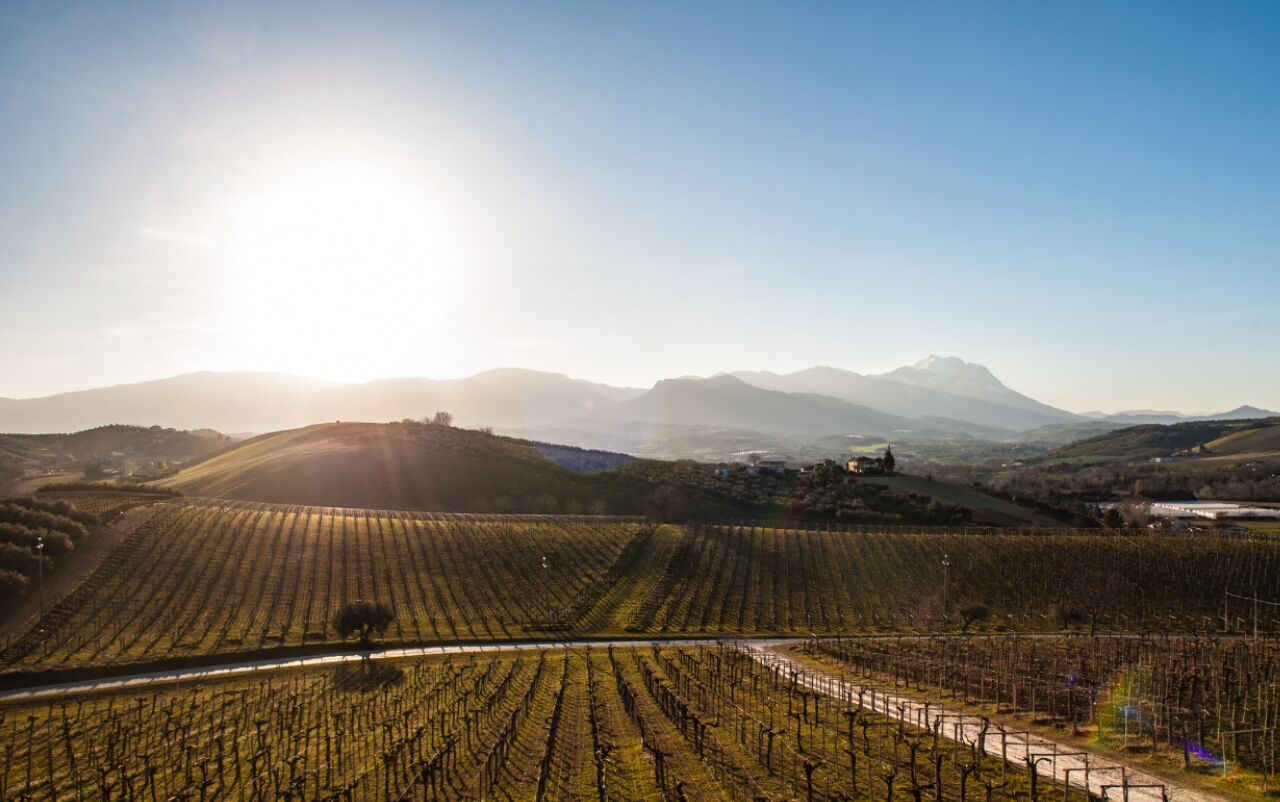 Un vignoble avec des rangées de vignes et une montagne en arrière-plan.