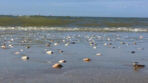 Een strand met talloze schelpen verspreid over het zand.