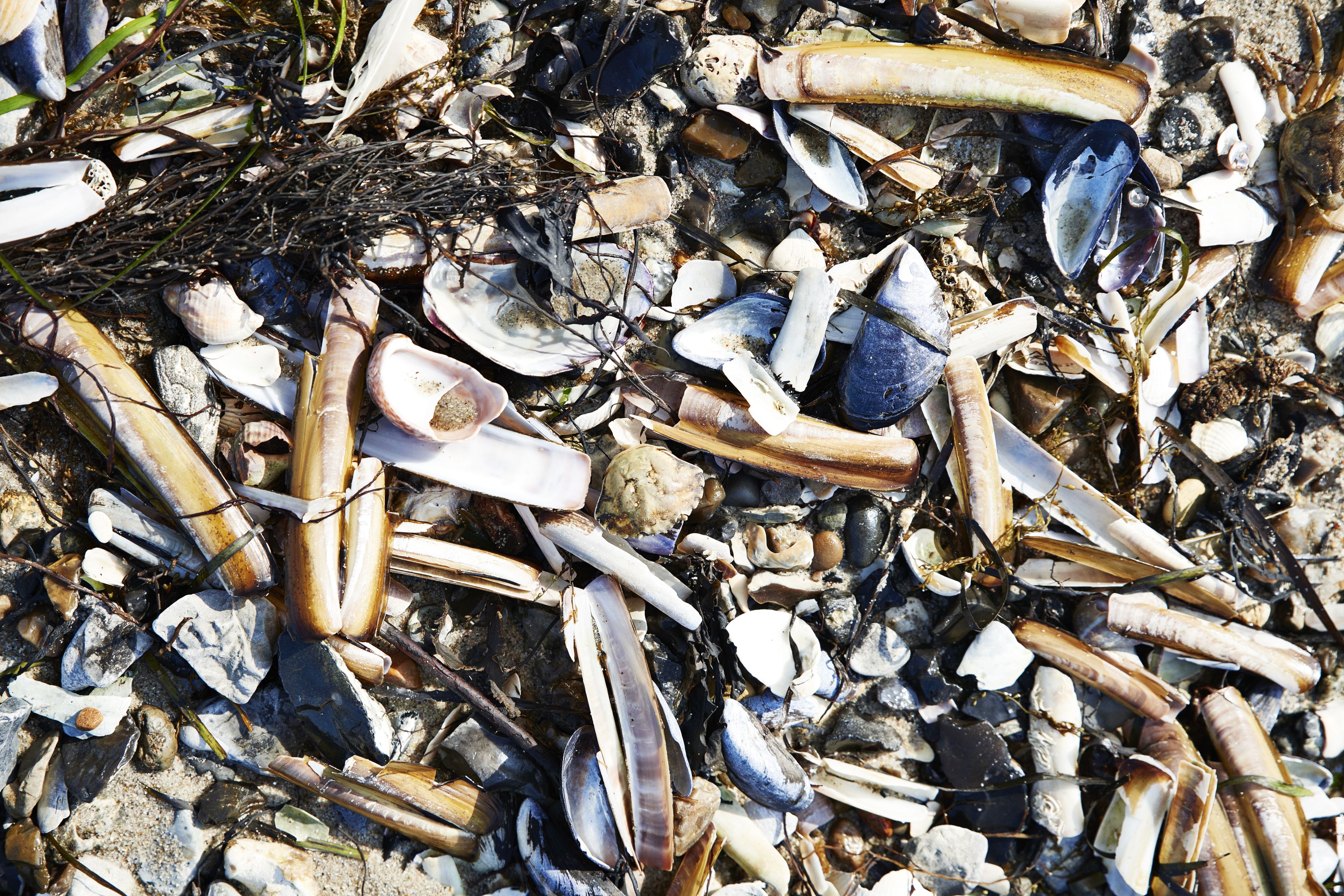 A beach with various shells and debris.
