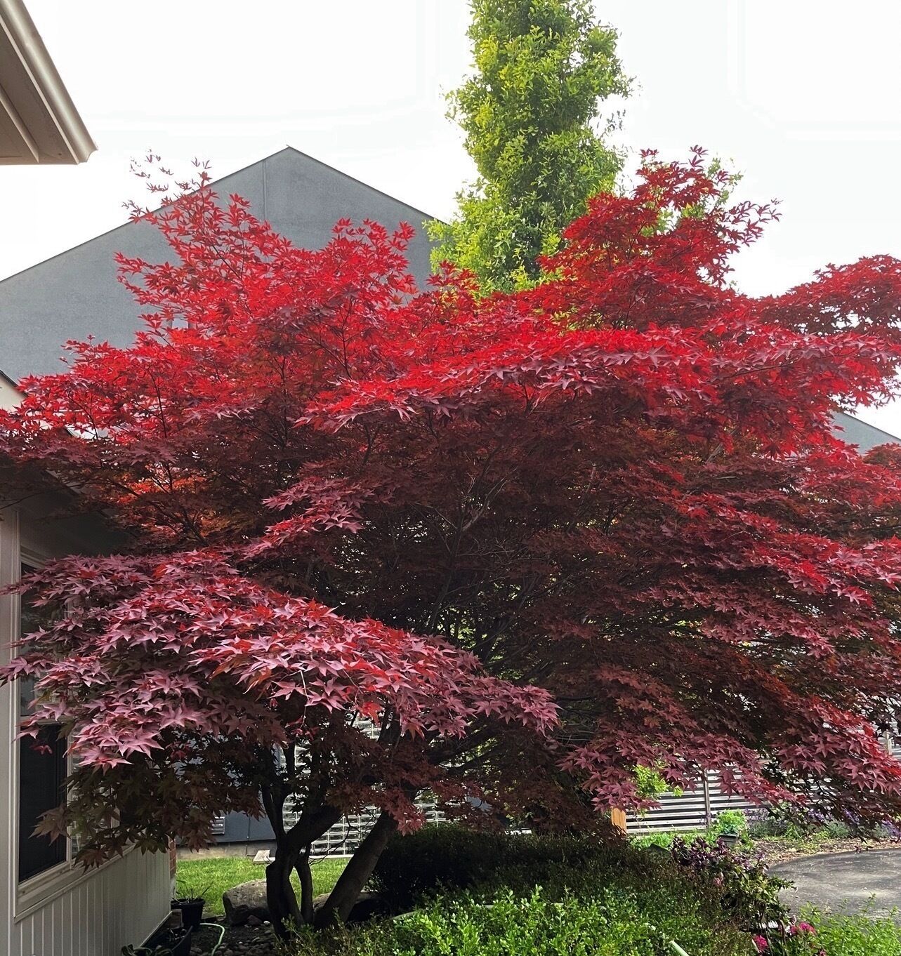Een boom met rood herfstblad voor een gebouw.