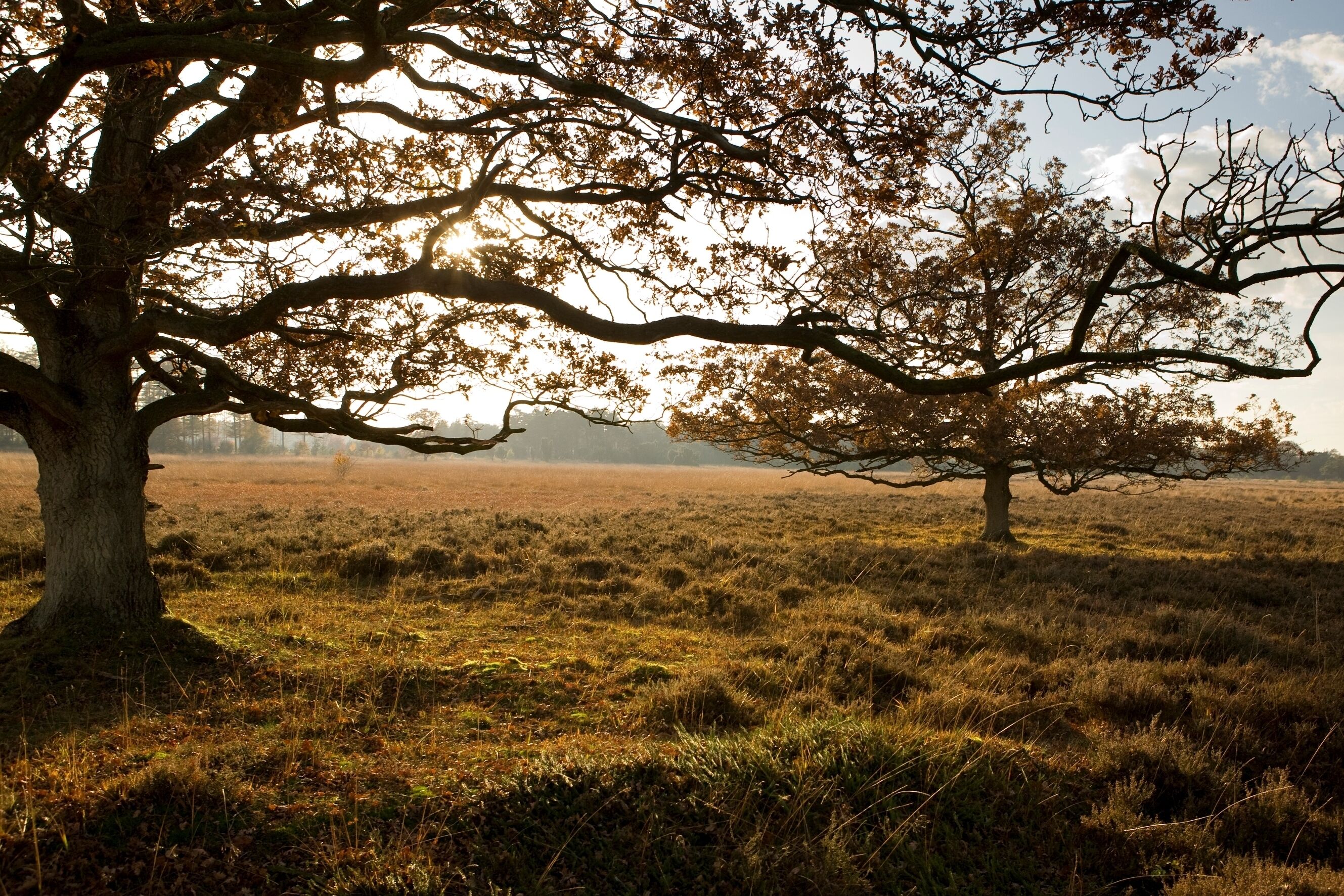 Un árbol en un campo bajo un cielo despejado.