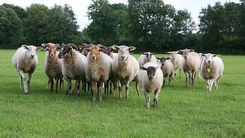 A group of sheep in a grassy field.