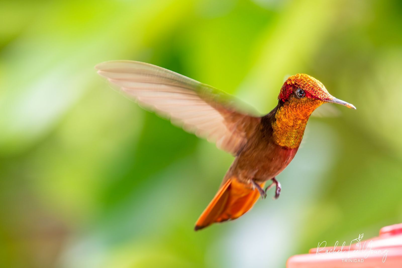 A hummingbird in flight with a blurred green background.