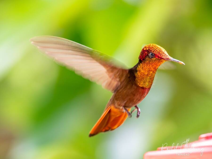 A hummingbird in flight with a blurred green background.