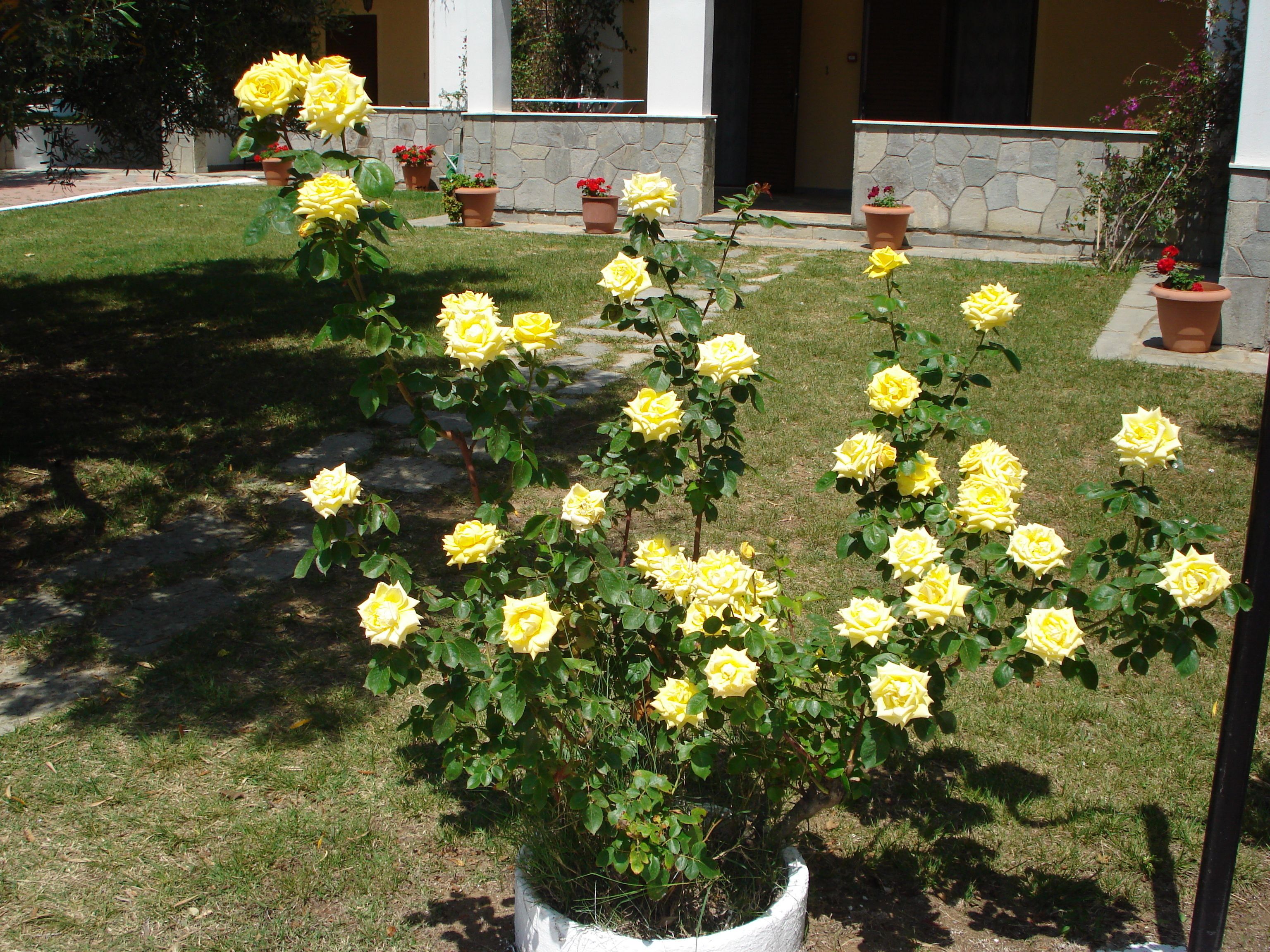 Un jardí amb roses grogues en una test de color blanc, una paret de pedra i un edifici amb una porta al fons.