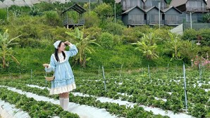 Una persona vestida de azul parada en un jardín con plantas de fresa y una hilera de casas al fondo.
