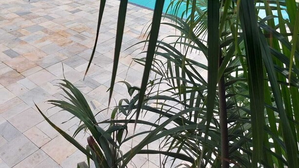 Μια πισίνα με πλακόστρωτο περιβάλλοντα χώρο, που περιβάλλεται από πράσινο και με ένα κτίριο να διακρίνεται στο βάθος.