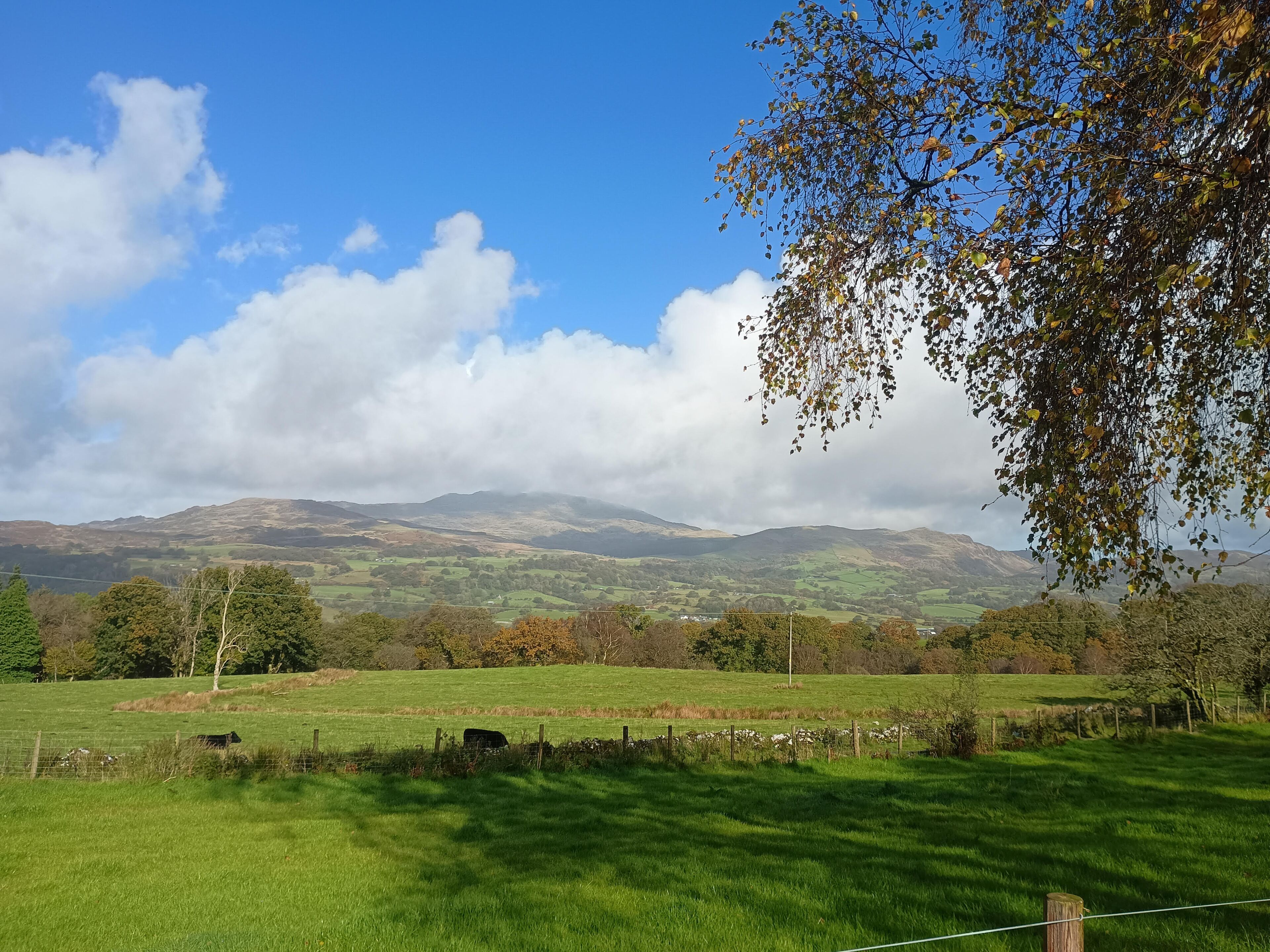 A rural landscape with rolling hills, a clear sky, and a tree with autumn leaves.