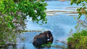 An elephant in a water body surrounded by lush greenery. - Tranquil 3-bedroom villa in elewankuluma Puttalam , near wilpattu safari park (puttalam)