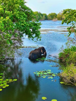 Miscellaneous - Tranquil 3-bedroom villa in elewankuluma Puttalam , near wilpattu safari park (puttalam)
