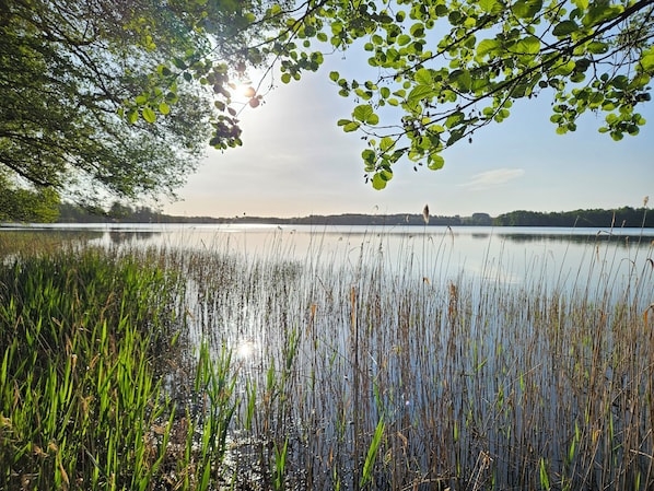 A serene lake with dense reeds in the foreground and a clear sky. - Lychensee villa with lake view, conservatory, fireplace and sauna (Lychen)