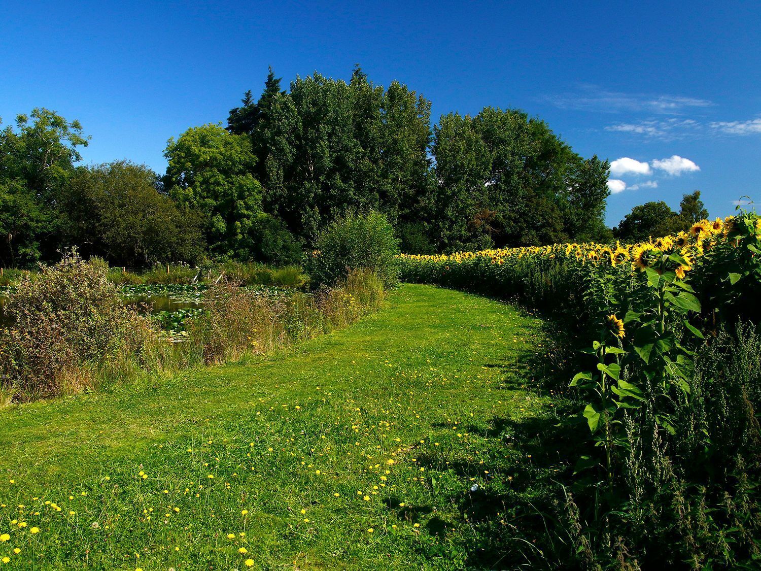 A grassy pathway with yellow flowers and dense trees in the background.