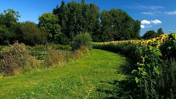 A grassy pathway with yellow flowers and dense trees in the background.