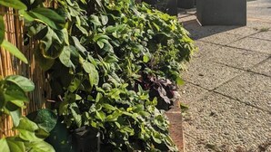 Un jardín con abundante follaje y un edificio al fondo.