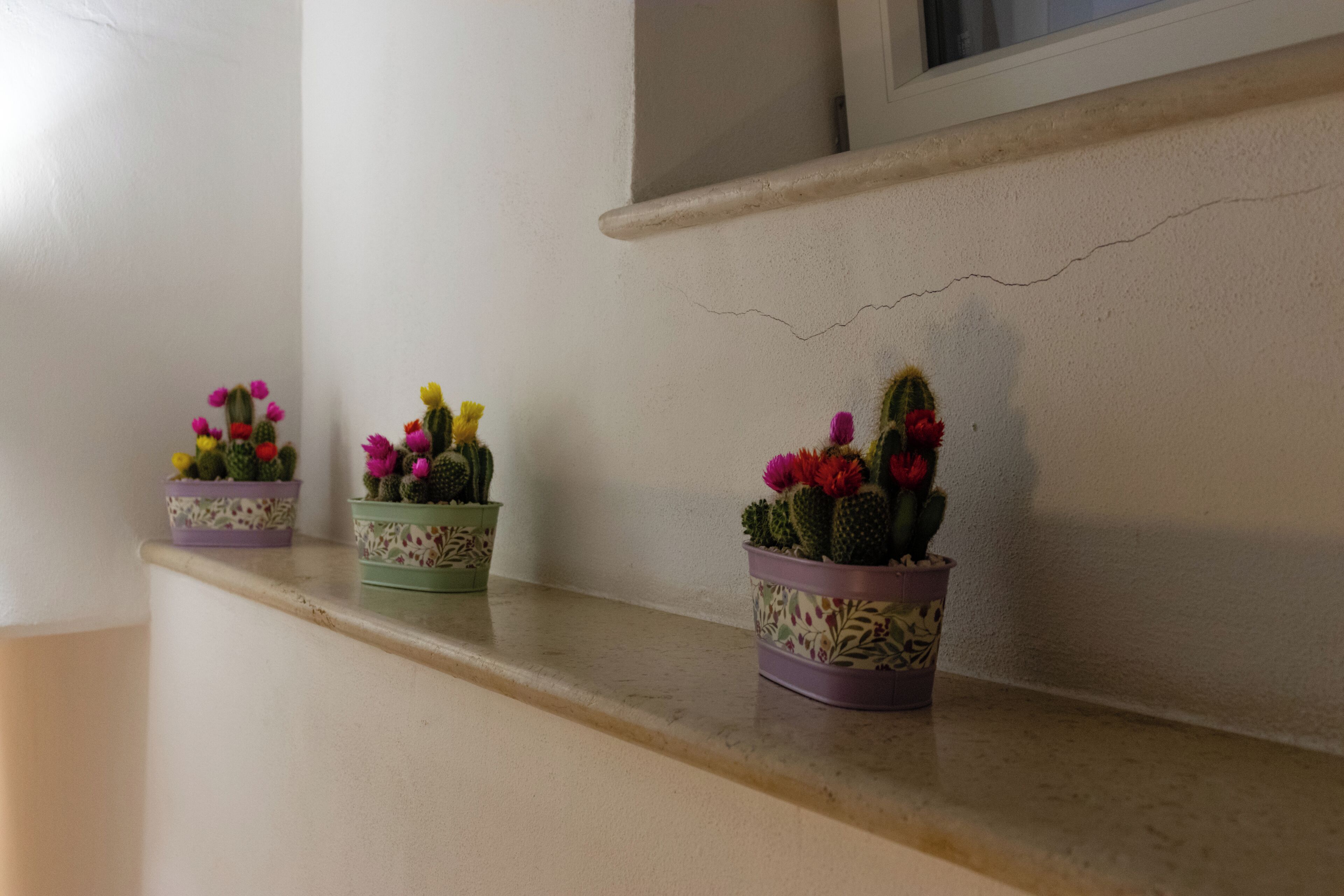 Three potted cacti on a shelf.