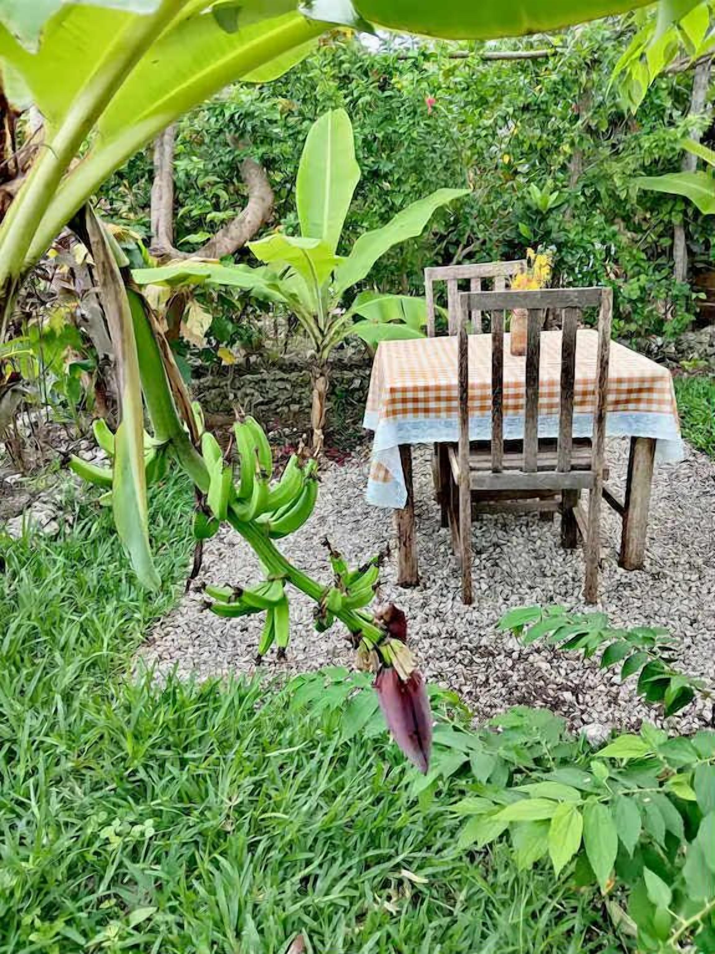 A wooden table with a checkered tablecloth, surrounded by lush greenery and banana plants.