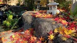 A stone lantern surrounded by autumn leaves on a rock.