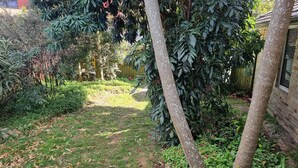 A garden with a variety of plants and trees, a path, and a building in the background. - Enjoy Sydney's Northern Beaches. Unique district views, 1950s classic, sleeps 5 (Seaforth)